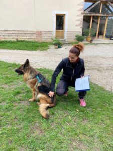 kinésiologie chien berger allemand Emyana