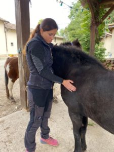 kinésiologie animale poney Emyana